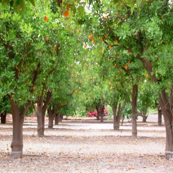 תמונה ראשונה