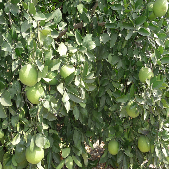 תמונה שנייה