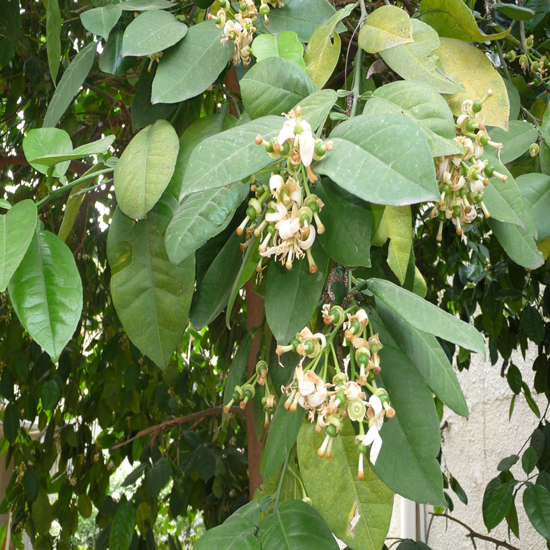 תמונה שלישית