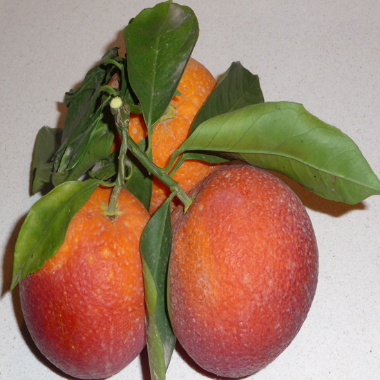 תמונה רביעית