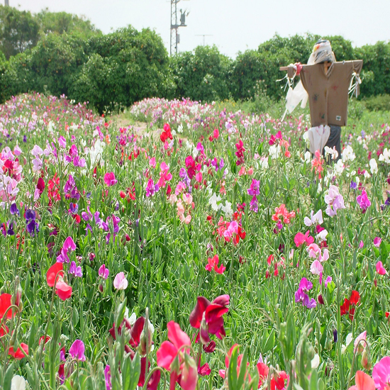 תמונה ראשונה