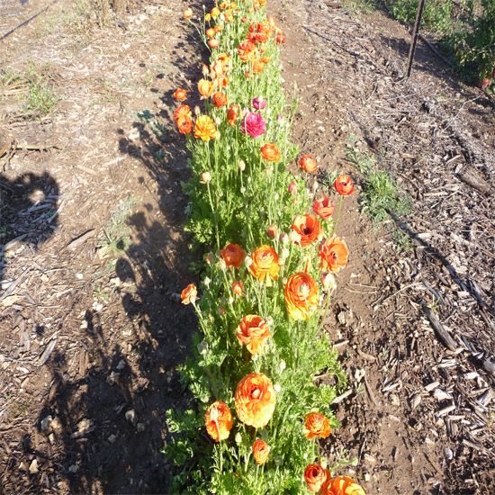 תמונה עשירית