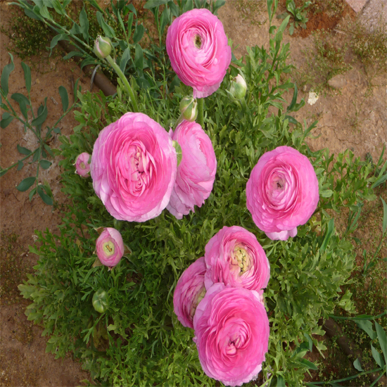 תמונה אחד עשר