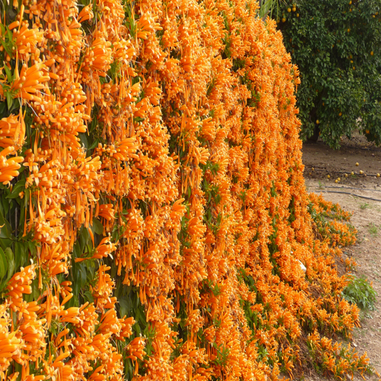תמונה חמישית