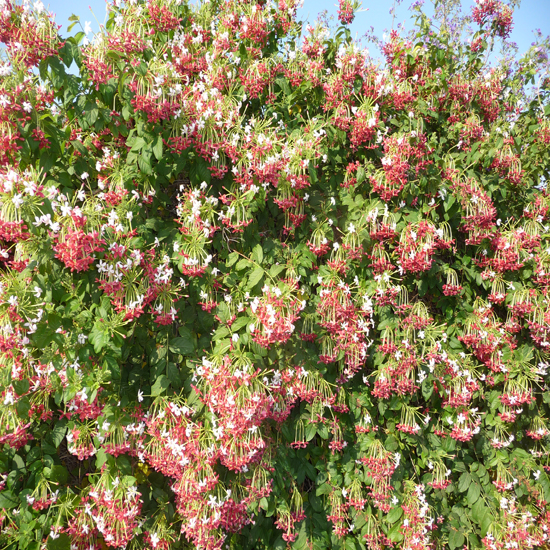 תמונה שביעית