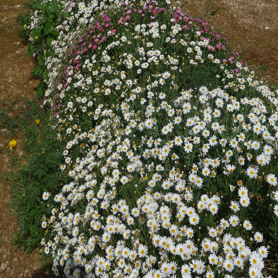 תמונה שמינית