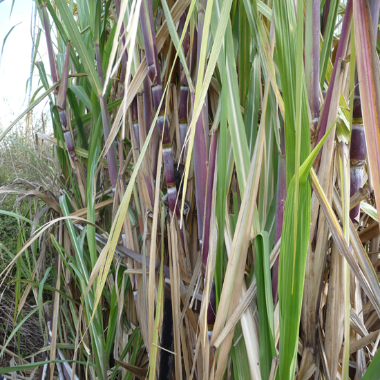 תמונה תשיעית