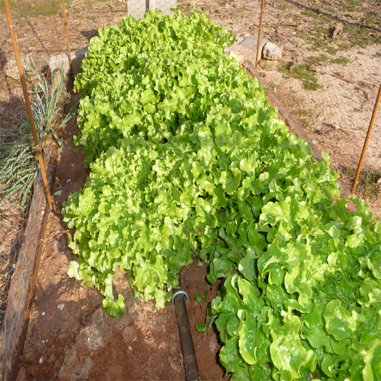 תמונה ראשונה