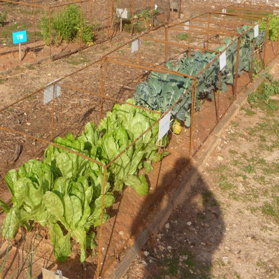 תמונה שלישית