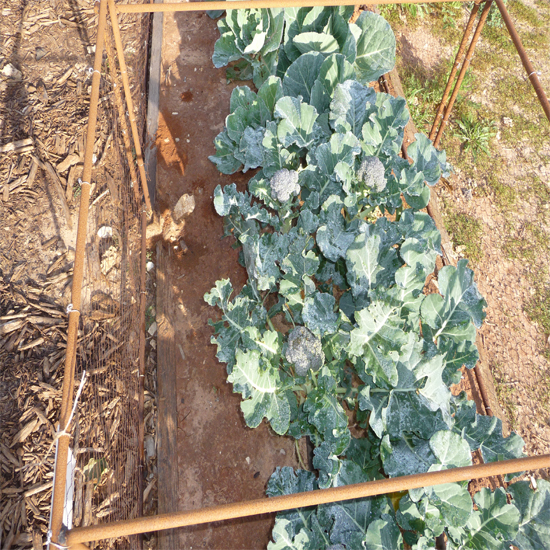 תמונה רביעית