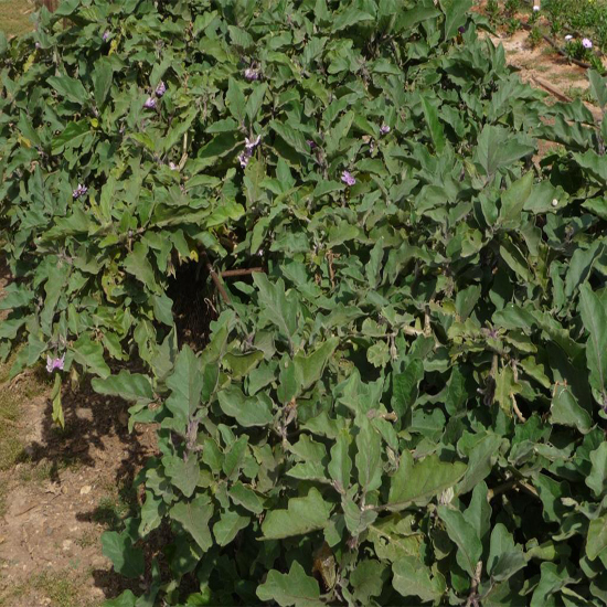 תמונה שישית