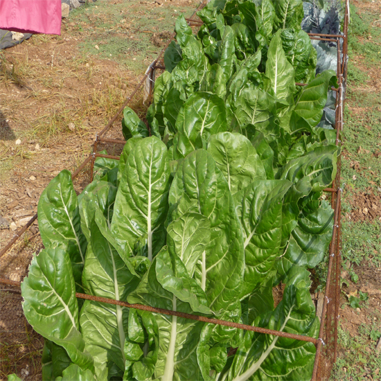 תמונה שמינית