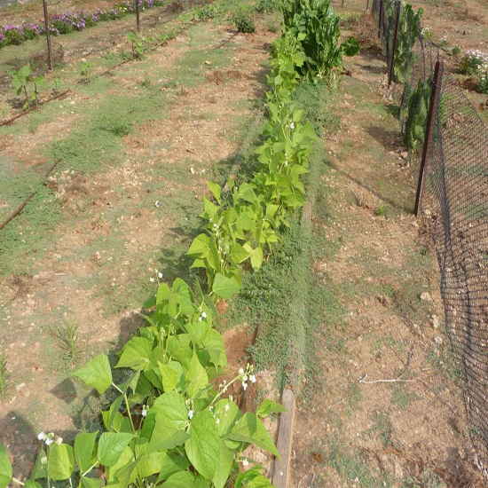תמונה תשיעית