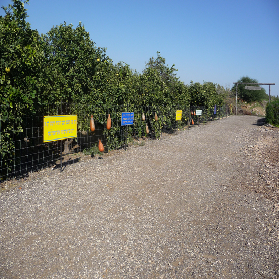 תמונה רביעית