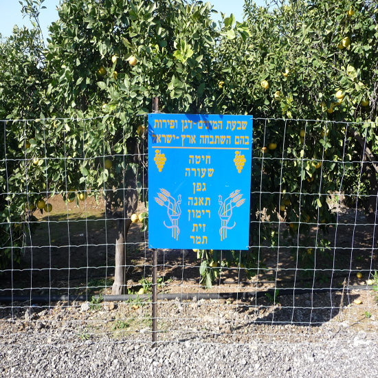 תמונה שישית