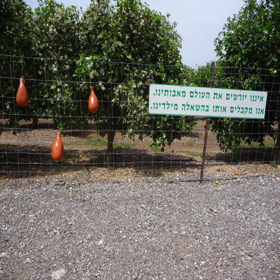 תמונה שמינית